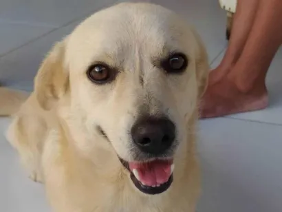 Cachorro raça SRD-ViraLata idade 6 ou mais anos nome Polar