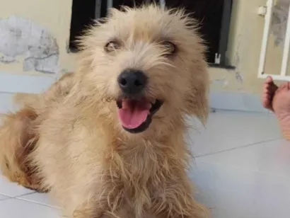 Cachorro raça SRD-ViraLata idade 5 anos nome Mel