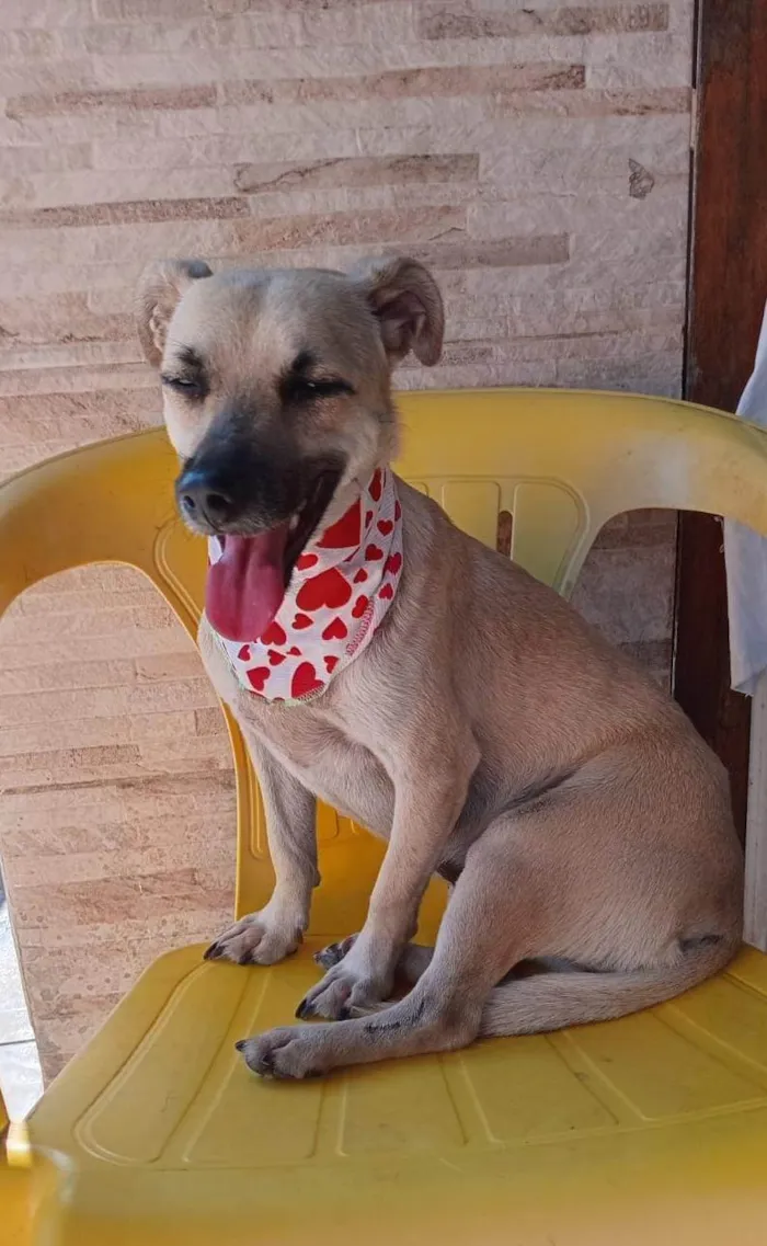 Cachorro ra a SRD-ViraLata idade 1 ano nome Marina