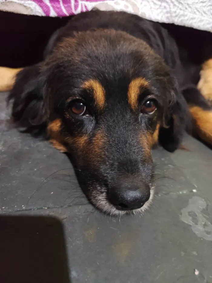 Cachorro ra a Golden retrivier  idade 4 anos nome Pandora Sophia 