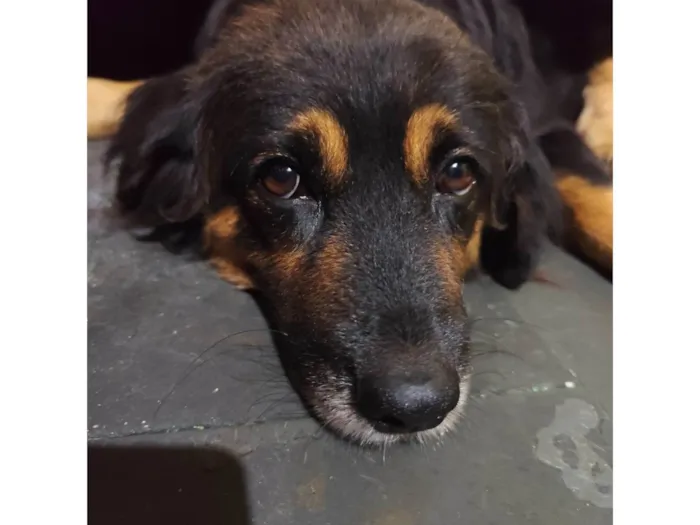 Cachorro ra a Golden retrivier  idade 4 anos nome Pandora Sophia 