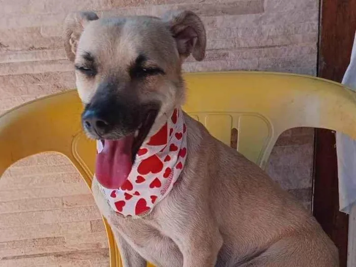 Cachorro ra a SRD-ViraLata idade 1 ano nome Marina