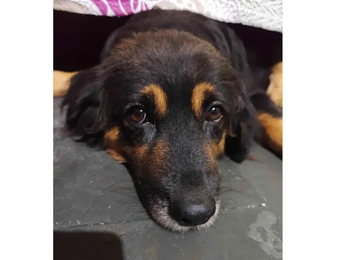 Cachorro ra a Golden retrivier  idade 4 anos nome Pandora Sophia 