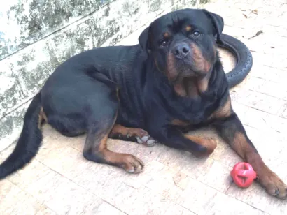 Cachorro raça rottweiler idade 2 anos nome Otto