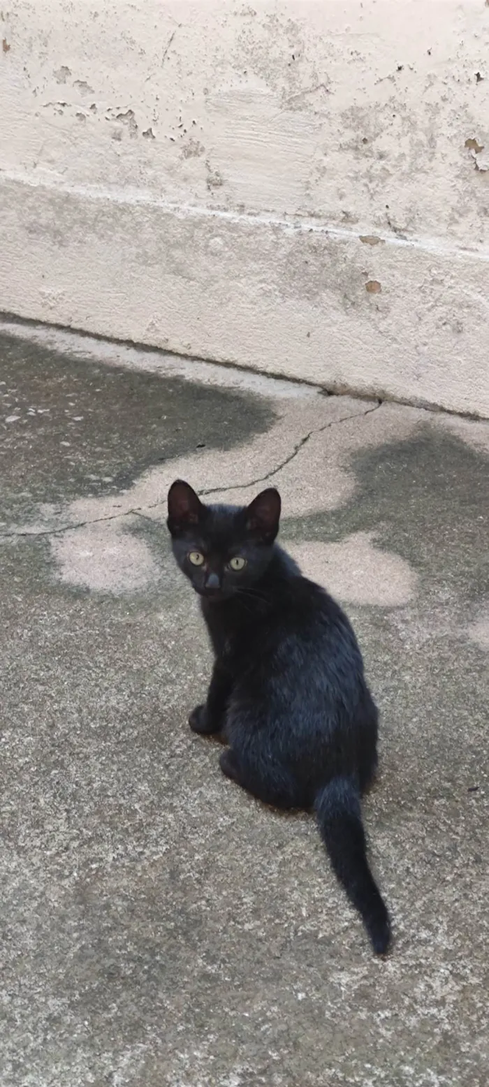 Gato ra a SRD-ViraLata idade Abaixo de 2 meses nome Sem nome