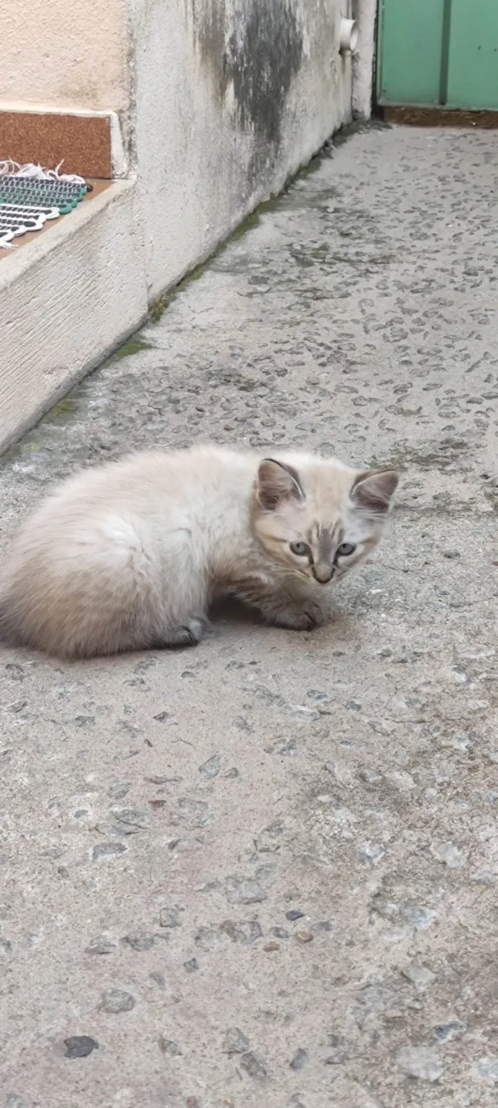 Gato ra a SRD-ViraLata idade Abaixo de 2 meses nome Sem nome 