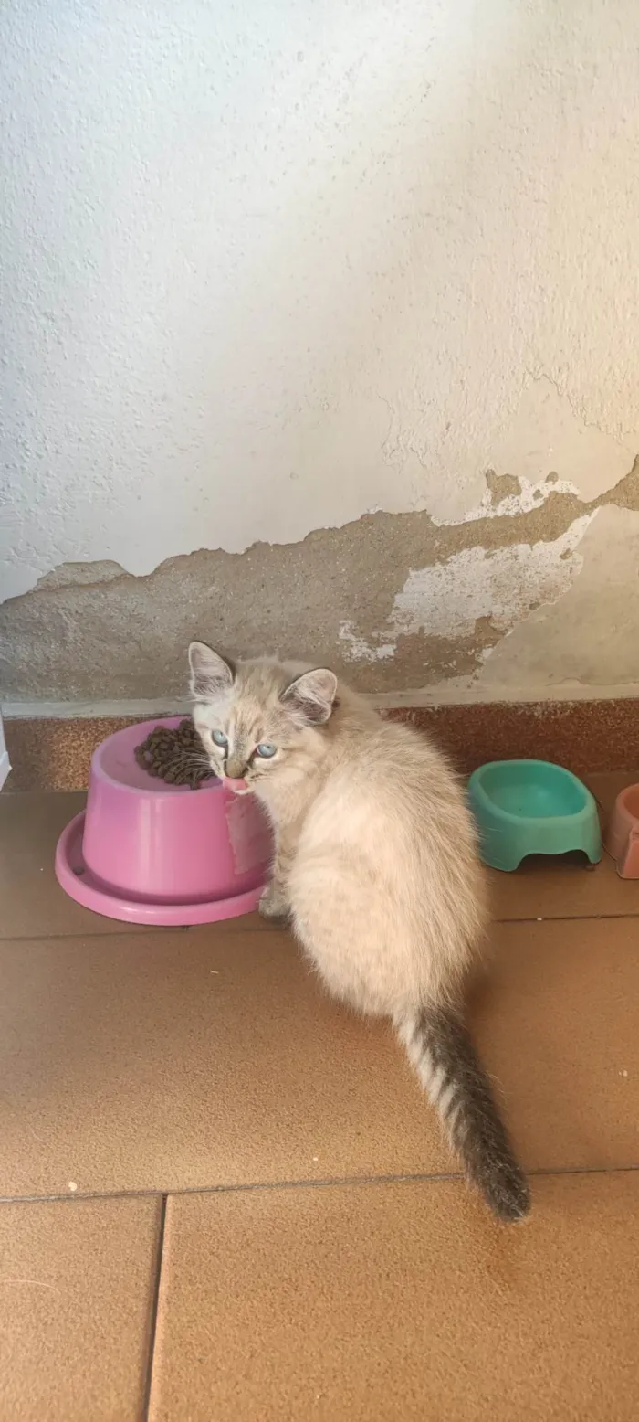 Gato ra a SRD-ViraLata idade Abaixo de 2 meses nome Sem nome 