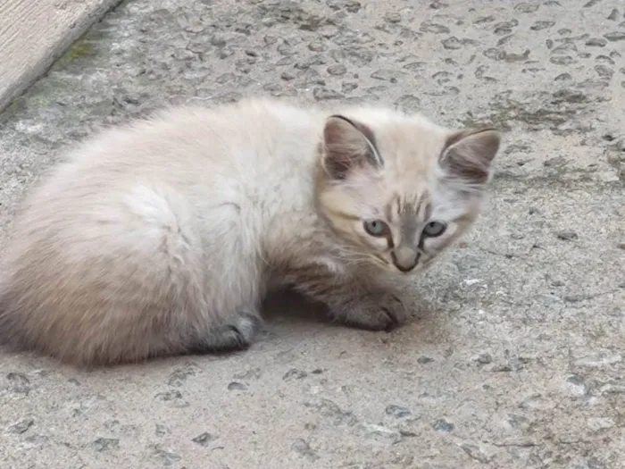 Gato ra a SRD-ViraLata idade Abaixo de 2 meses nome Sem nome 