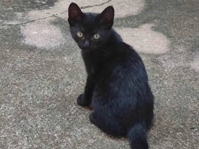 Gato ra a SRD-ViraLata idade Abaixo de 2 meses nome Sem nome