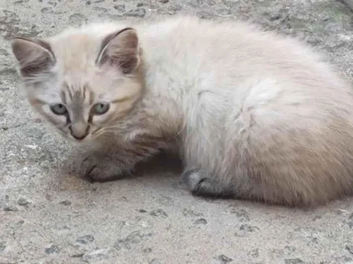 Gato ra a SRD-ViraLata idade Abaixo de 2 meses nome Sem nome 