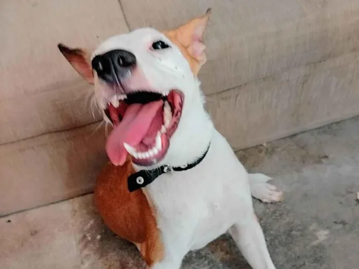 Cachorro ra a SRD-ViraLata idade 2 a 6 meses nome Tom