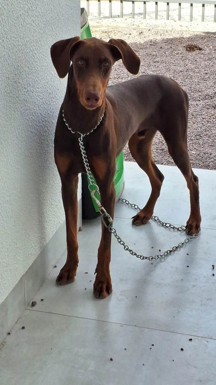 Cachorro ra a Doberman  idade 7 a 11 meses nome Floyd