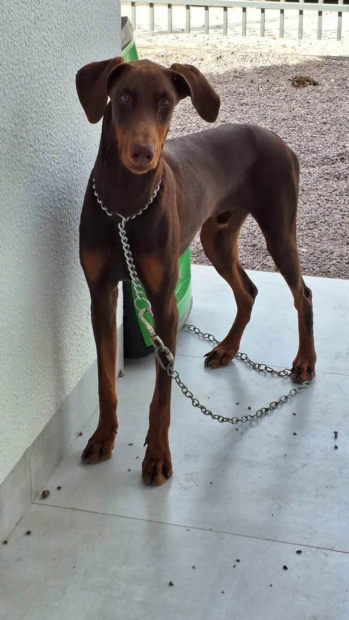 Cachorro ra a Doberman  idade 7 a 11 meses nome Floyd