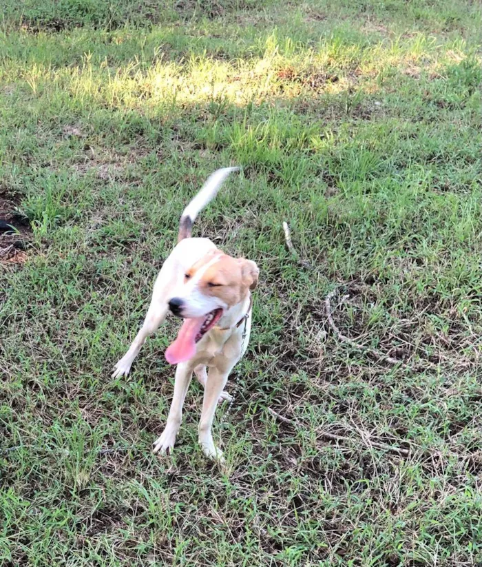 Cachorro ra a Coli com Pit Bull  idade 2 a 6 meses nome Thor