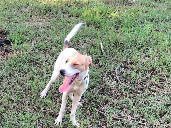 Cachorro ra a Coli com Pit Bull  idade 2 a 6 meses nome Thor