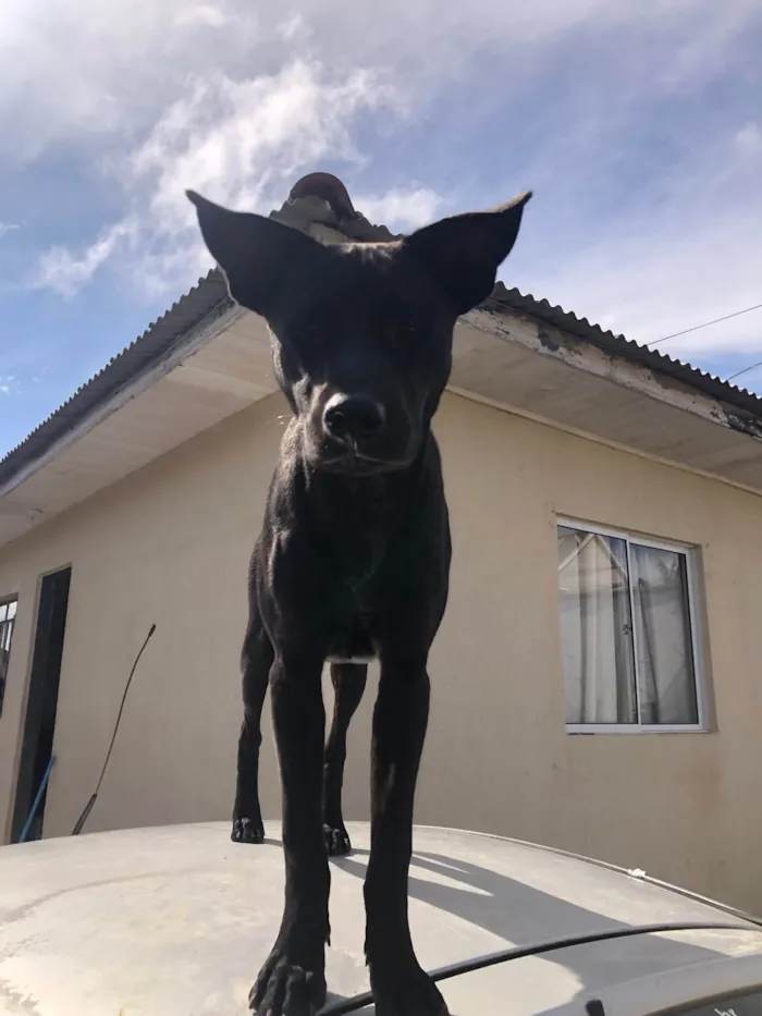 Cachorro ra a SRD-ViraLata idade 7 a 11 meses nome Pata neguinho 