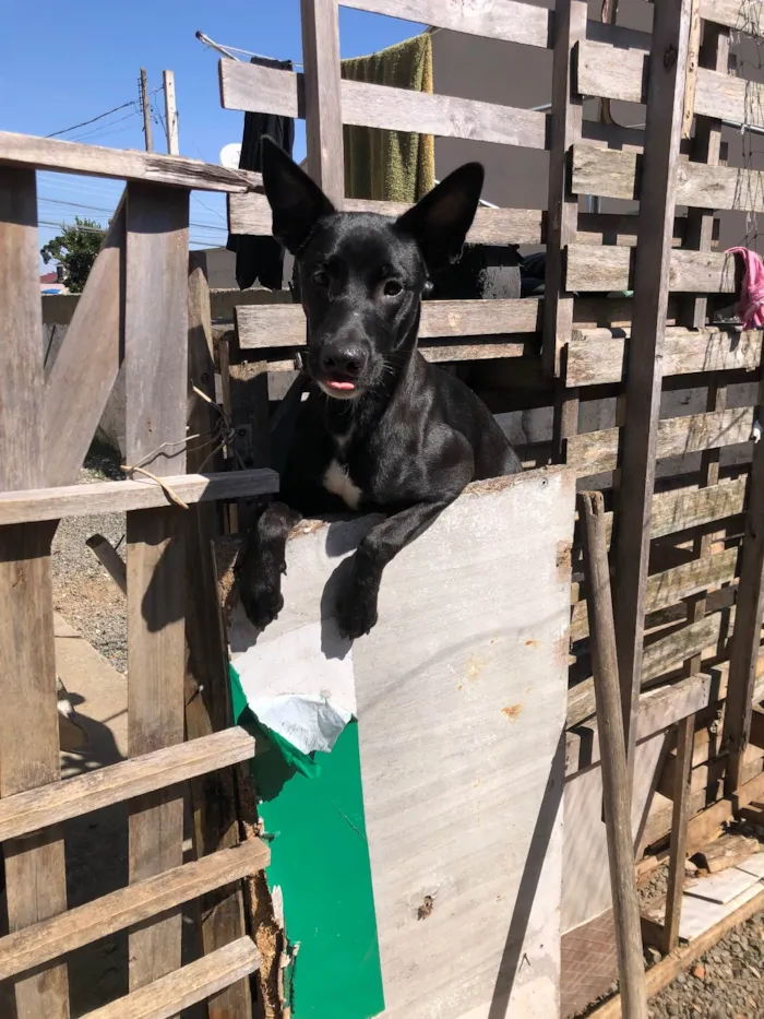 Cachorro ra a SRD-ViraLata idade 7 a 11 meses nome Pata neguinho 