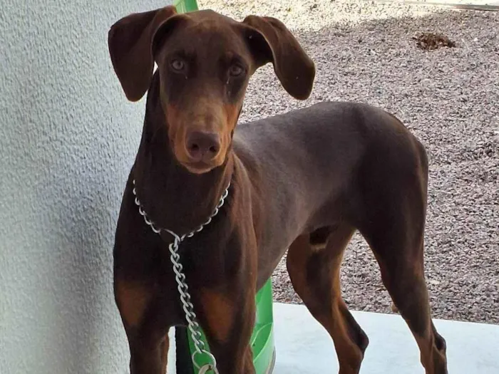 Cachorro ra a Doberman  idade 7 a 11 meses nome Floyd