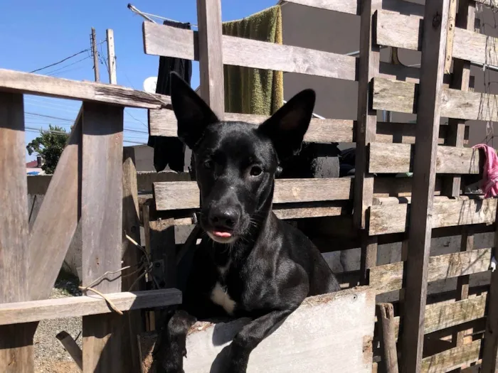 Cachorro ra a SRD-ViraLata idade 7 a 11 meses nome Pata neguinho 