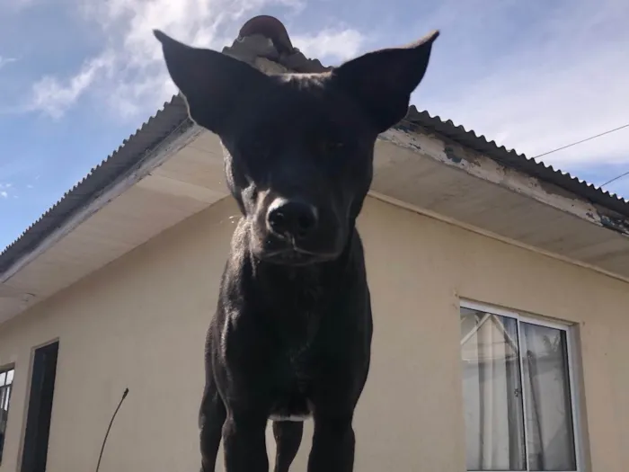 Cachorro ra a SRD-ViraLata idade 7 a 11 meses nome Pata neguinho 