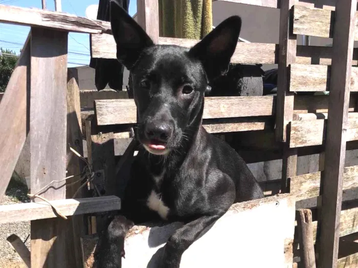 Cachorro ra a SRD-ViraLata idade 7 a 11 meses nome Pata neguinho 