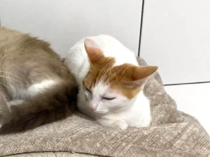 Gato ra a Vira lata idade 2 a 6 meses nome Molly