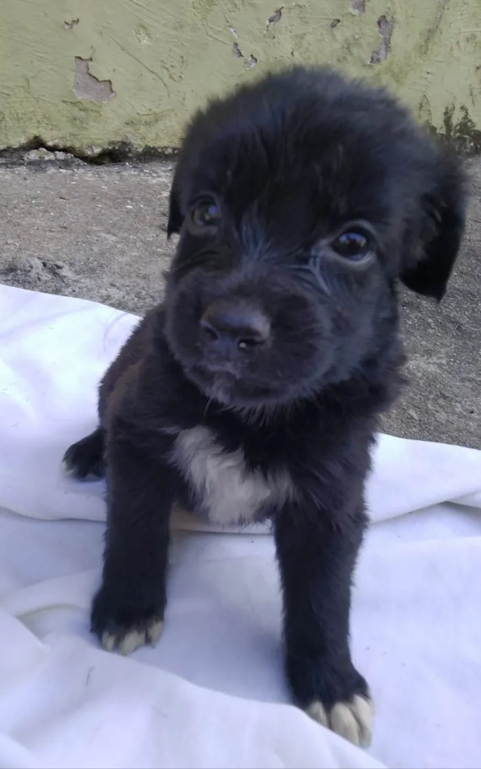 Cachorro ra a SRD-ViraLata idade Abaixo de 2 meses nome Filhotes 40 dias