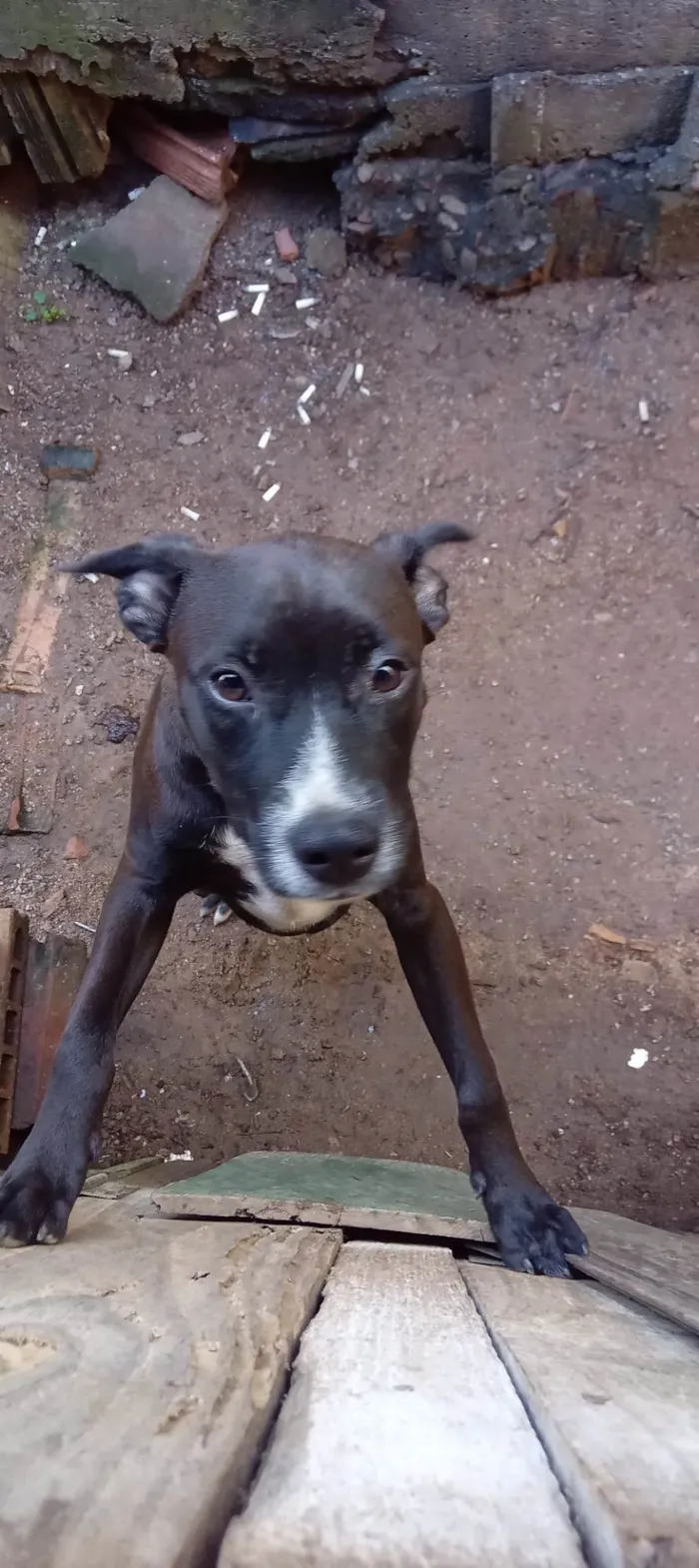 Cachorro ra a Pit-Bull idade 7 a 11 meses nome Faisca