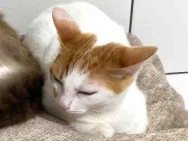 Gato ra a Vira lata idade 2 a 6 meses nome Molly