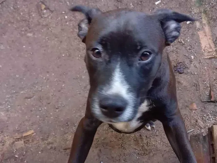 Cachorro ra a Pit-Bull idade 7 a 11 meses nome Faisca