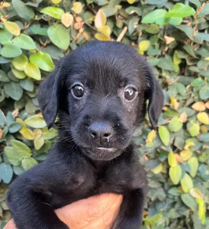 Cachorro ra a SRD-ViraLata idade Abaixo de 2 meses nome Toby