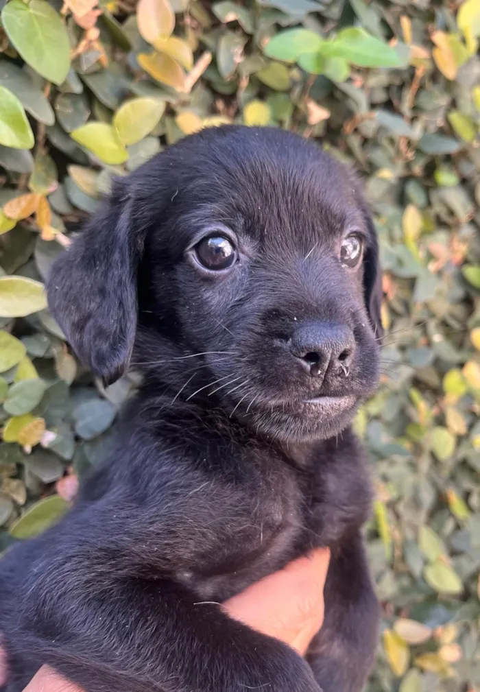 Cachorro ra a SRD-ViraLata idade Abaixo de 2 meses nome Toby