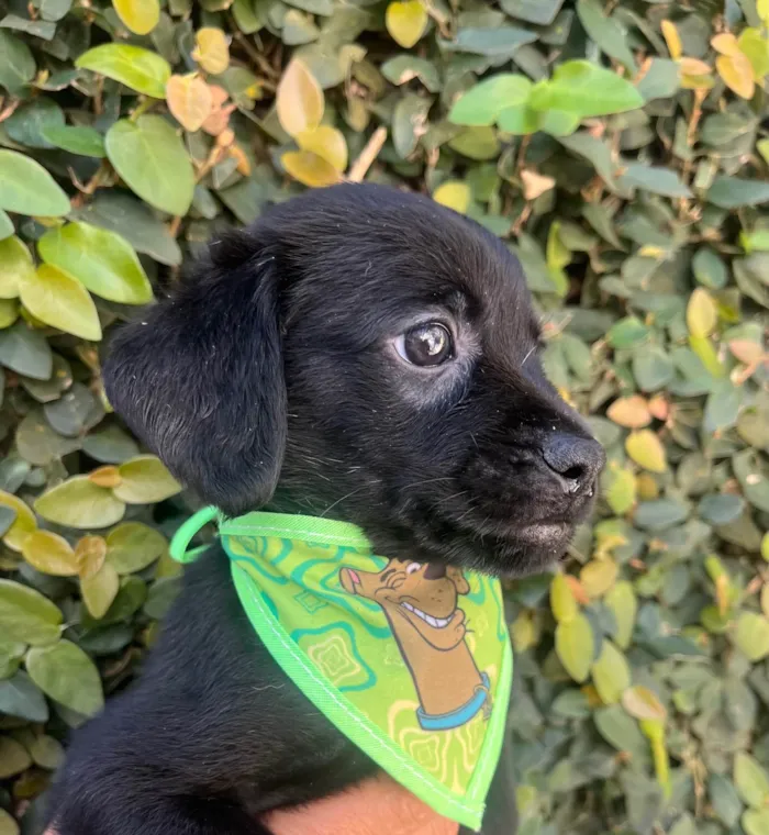 Cachorro ra a SRD-ViraLata idade Abaixo de 2 meses nome Toby