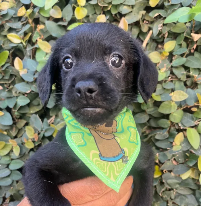 Cachorro ra a SRD-ViraLata idade Abaixo de 2 meses nome Toby