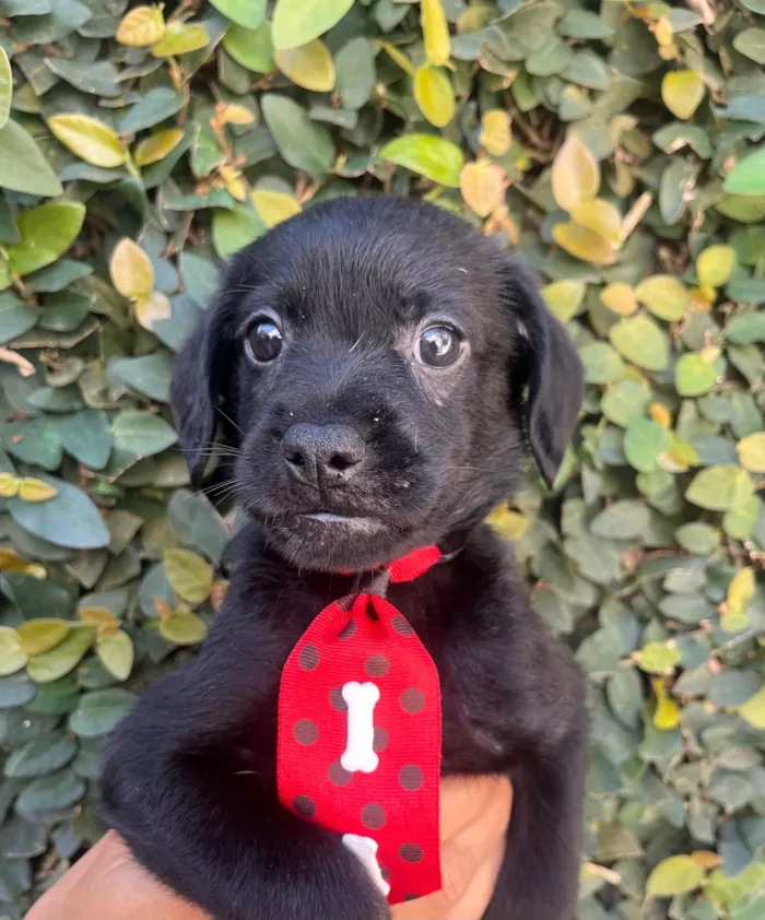 Cachorro ra a SRD-ViraLata idade Abaixo de 2 meses nome Toby