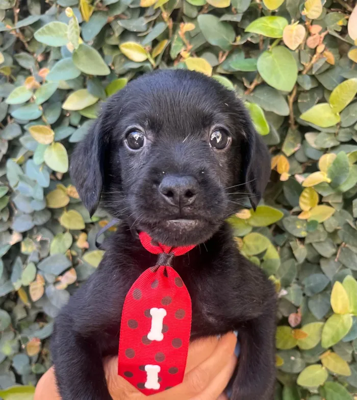 Cachorro ra a SRD-ViraLata idade Abaixo de 2 meses nome Toby