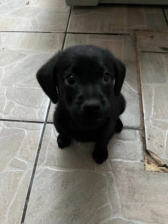 Cachorro ra a SRD-ViraLata idade Abaixo de 2 meses nome Toby