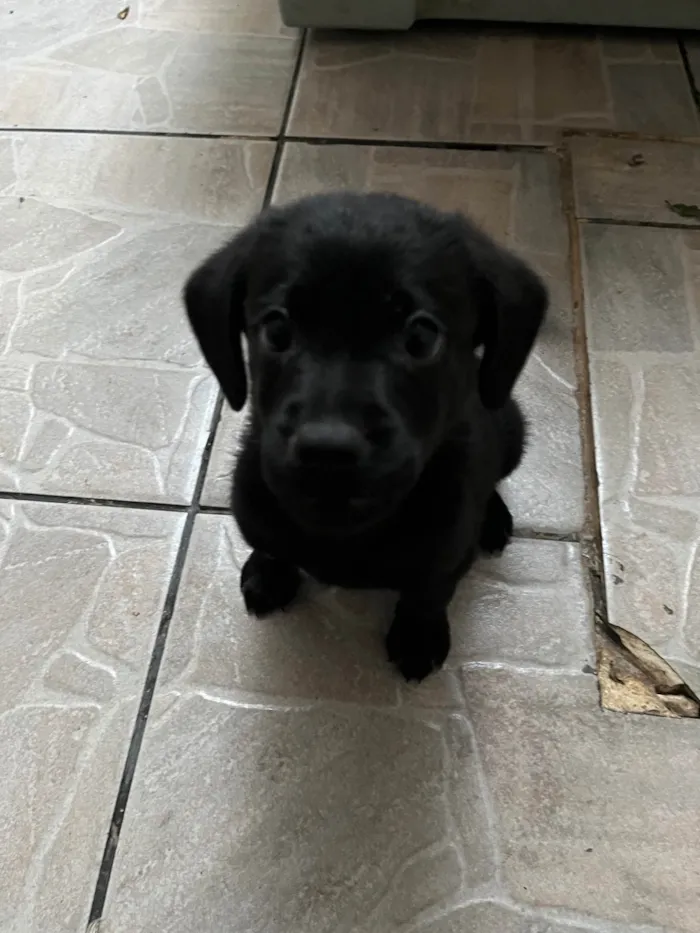 Cachorro ra a SRD-ViraLata idade Abaixo de 2 meses nome Toby