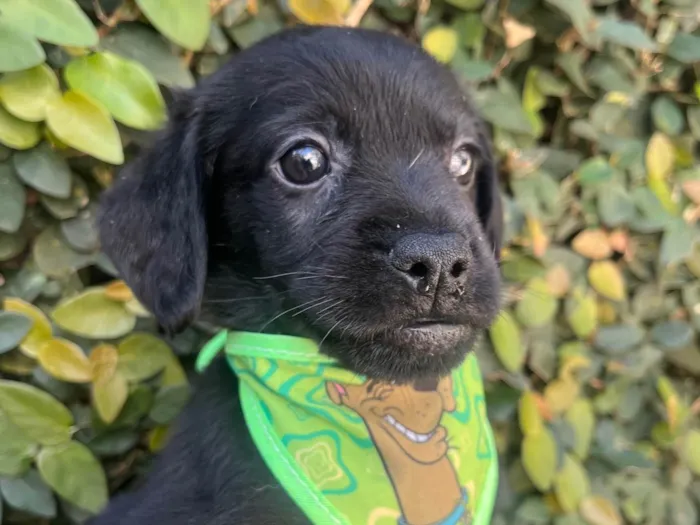 Cachorro ra a SRD-ViraLata idade Abaixo de 2 meses nome Toby