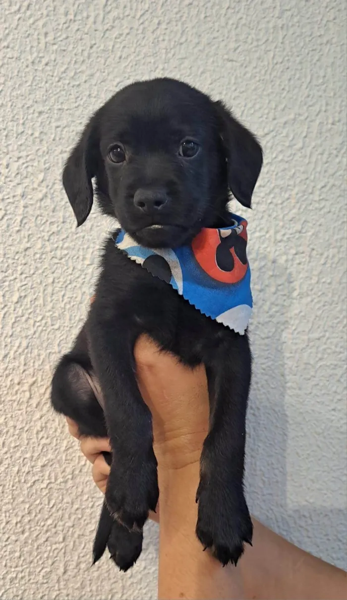 Cachorro ra a SRD-ViraLata idade Abaixo de 2 meses nome Toby