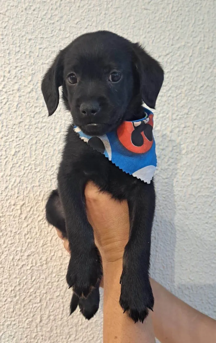 Cachorro ra a SRD-ViraLata idade Abaixo de 2 meses nome Toby