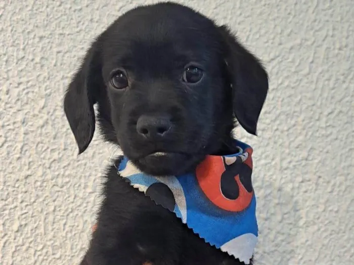 Cachorro ra a SRD-ViraLata idade Abaixo de 2 meses nome Toby