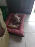 Lico, Leon e Ninha