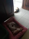 Lico, Leon e Ninha