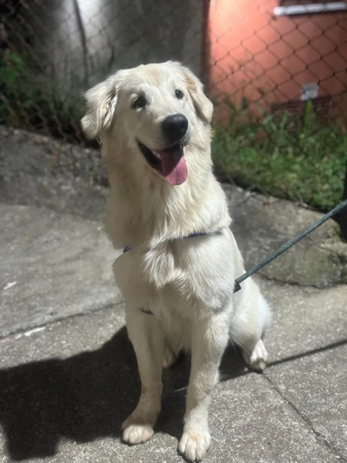 Cachorro ra a Golden Retrivier  idade 7 a 11 meses nome Luck