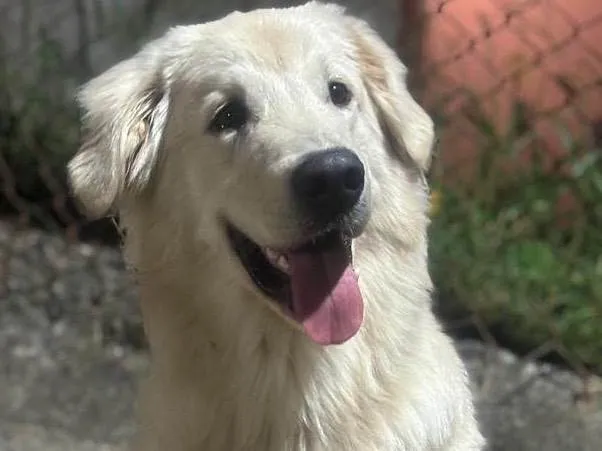 Cachorro ra a Golden Retrivier  idade 7 a 11 meses nome Luck