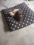 Gatinho 