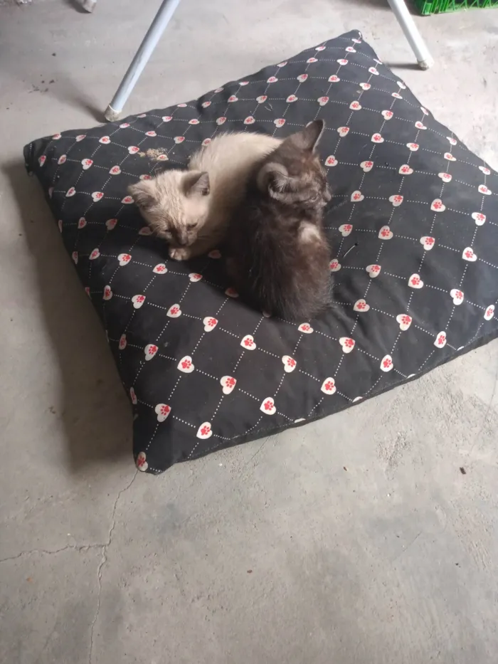 Gato ra a SRD-ViraLata idade 2 a 6 meses nome Gatinho 