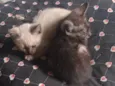 Gatinho 