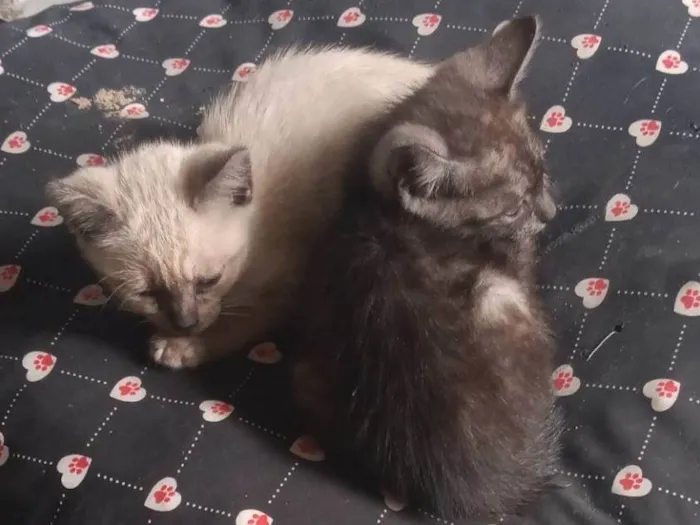 Gato ra a SRD-ViraLata idade 2 a 6 meses nome Gatinho 
